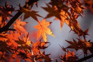 Que aprender del Otoño