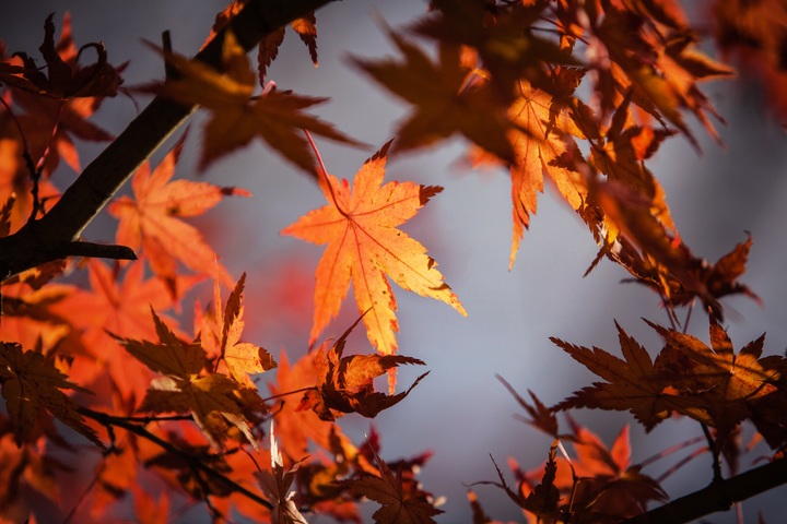 Que aprender del Otoño